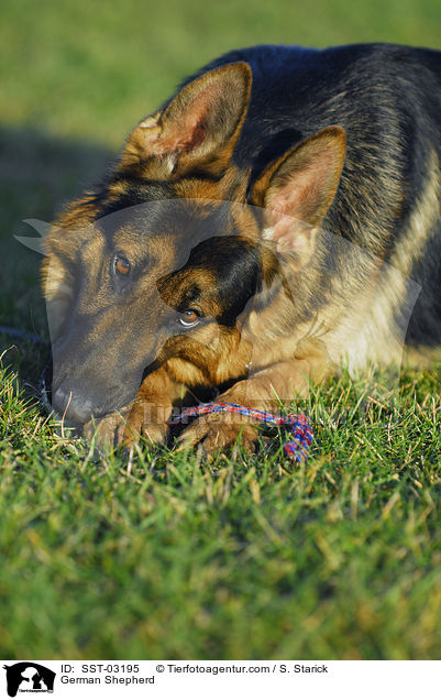 German Shepherd / SST-03195