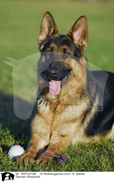 German Shepherd / SST-03196