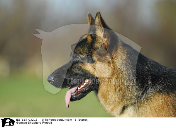 German Shepherd Portrait / SST-03202
