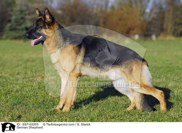 German Shepherd / SST-03203