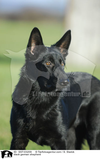 Deutscher schwarzer Schferhund / black german shepherd / SST-03209