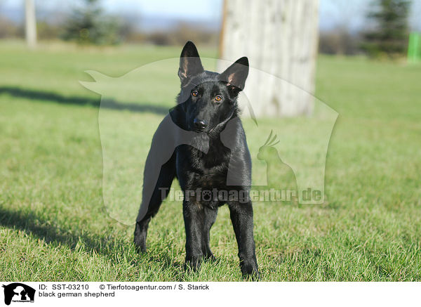 Deutscher schwarzer Schferhund / black german shepherd / SST-03210