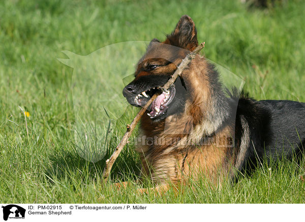 German Shepherd / PM-02915