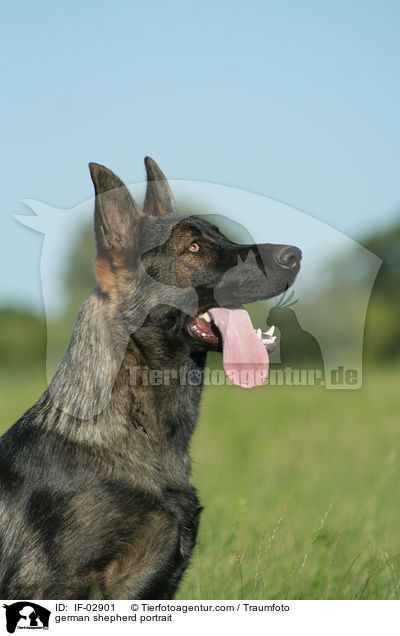 german shepherd portrait / IF-02901