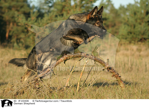 German Shepherd / IF-03406