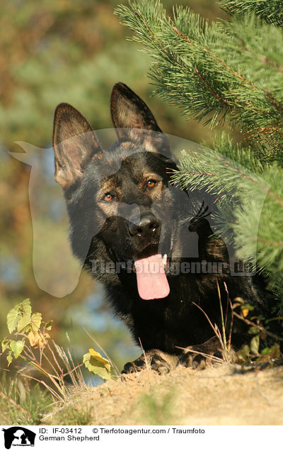 Deutscher Schferhund / German Shepherd / IF-03412