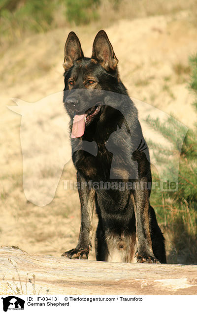 Deutscher Schferhund / German Shepherd / IF-03413