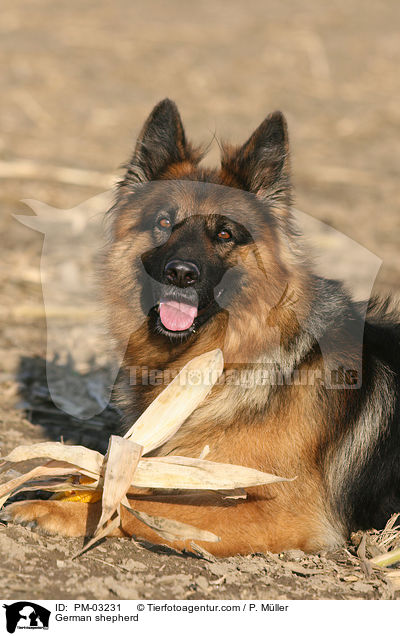 Deutscher Schferhund / German shepherd / PM-03231