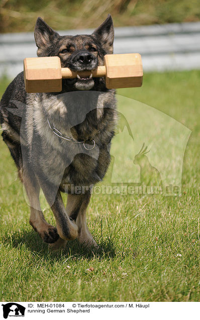 running German Shepherd / MEH-01084