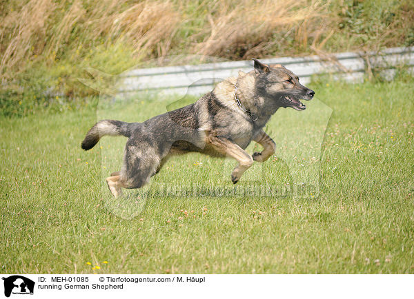 running German Shepherd / MEH-01085