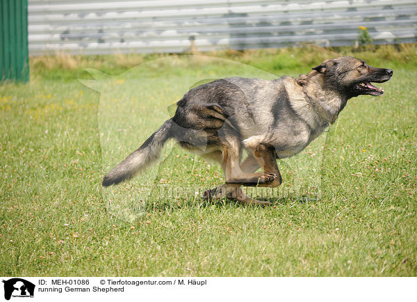 running German Shepherd / MEH-01086