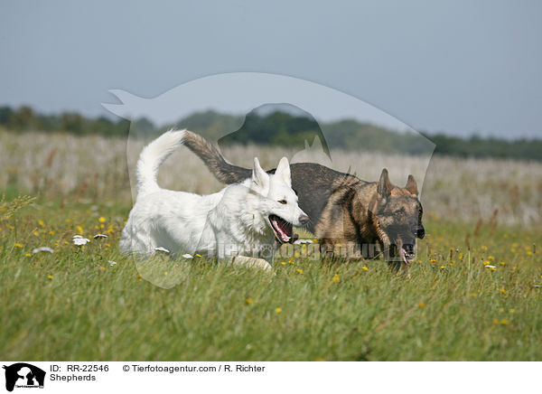 Shepherds / RR-22546