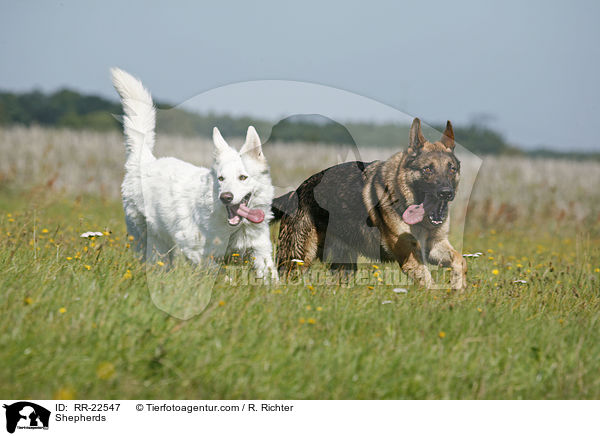 Schferhunde / Shepherds / RR-22547