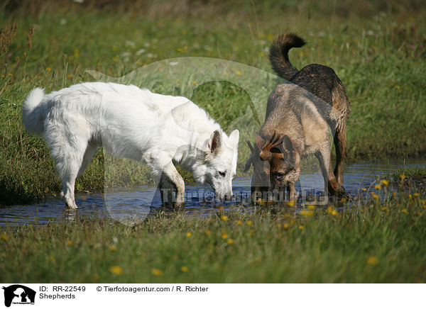 Shepherds / RR-22549