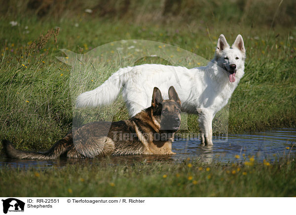 Shepherds / RR-22551