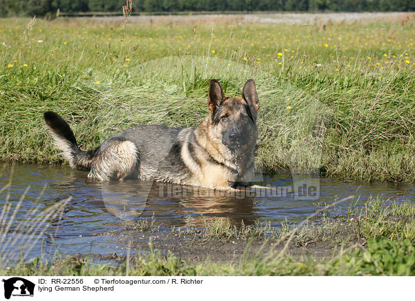 lying German Shepherd / RR-22556