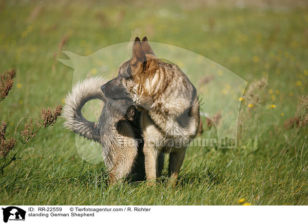 standing German Shepherd / RR-22559
