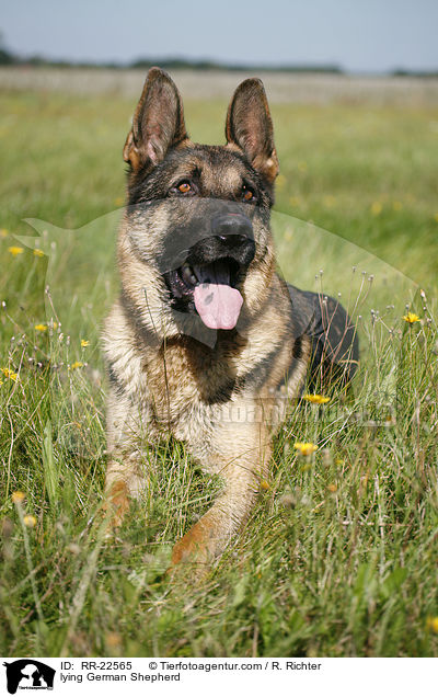 lying German Shepherd / RR-22565