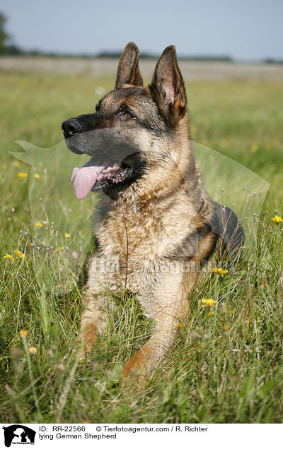 lying German Shepherd / RR-22566