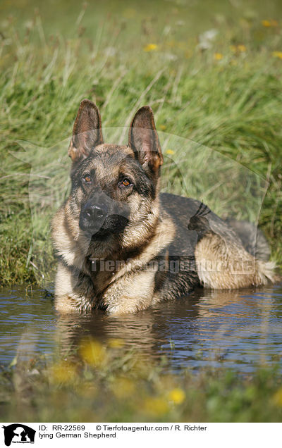 lying German Shepherd / RR-22569