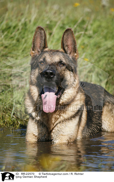 lying German Shepherd / RR-22570