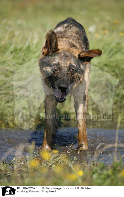 shaking German Shepherd / RR-22573