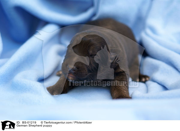 German Shepherd puppy / BS-01219