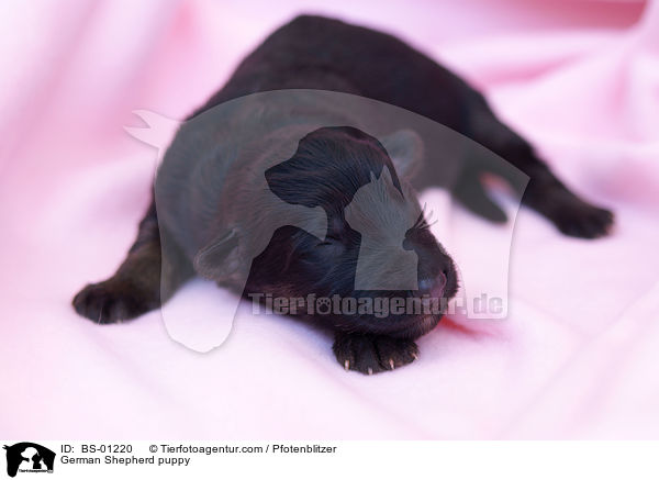 German Shepherd puppy / BS-01220
