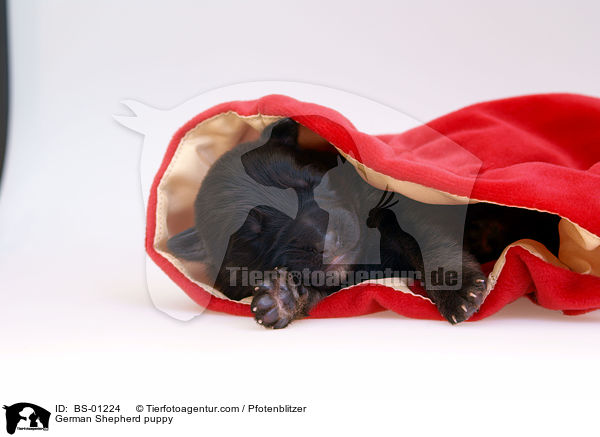 German Shepherd puppy / BS-01224