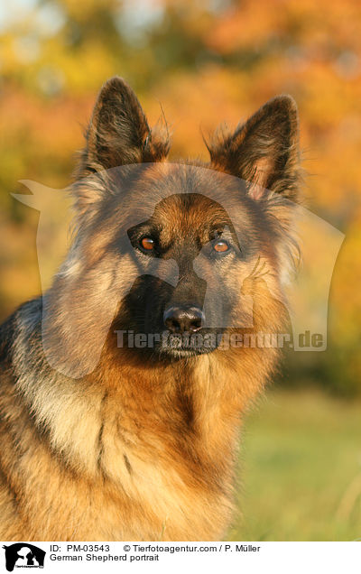 German Shepherd portrait / PM-03543