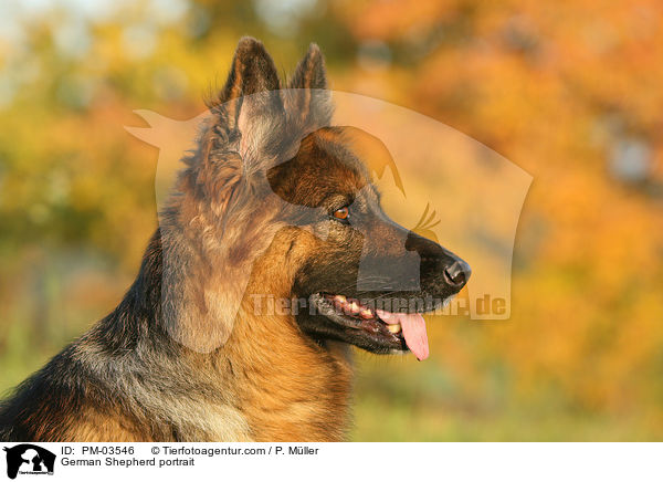 German Shepherd portrait / PM-03546
