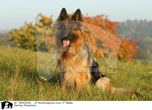 German Shepherd / PM-03548
