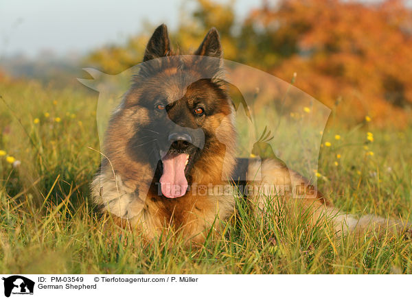 German Shepherd / PM-03549