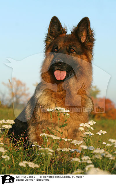 sitting German Shepherd / PM-03552