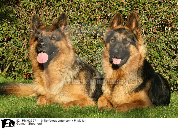 German Shepherd / PM-03557