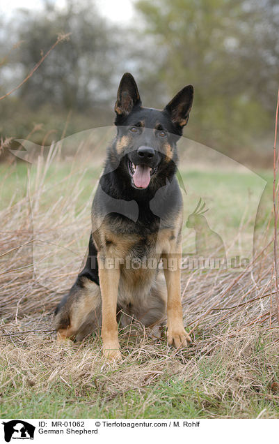 Deutscher Schferhund / German Shepherd / MR-01062