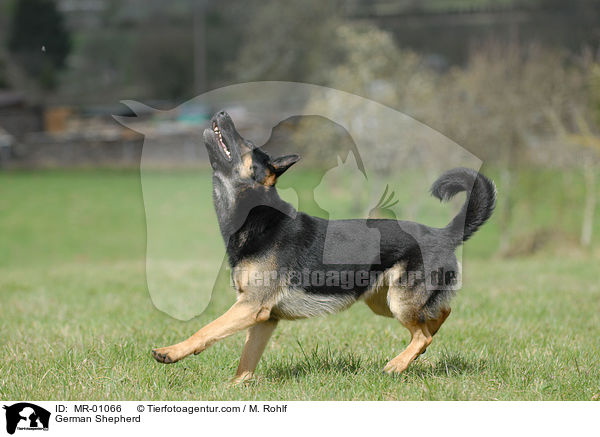 Deutscher Schferhund / German Shepherd / MR-01066