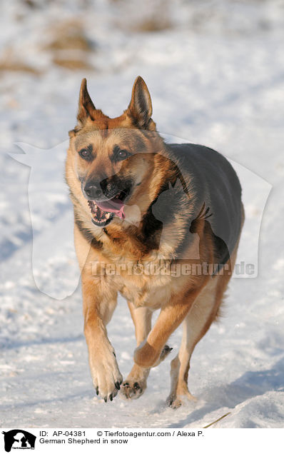 German Shepherd in snow / AP-04381