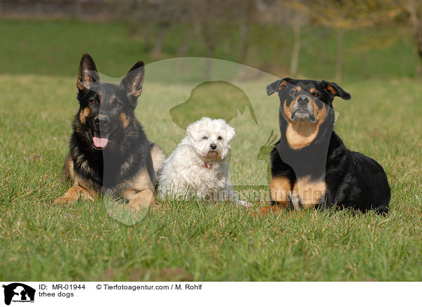 3 Hunde / trhee dogs / MR-01944