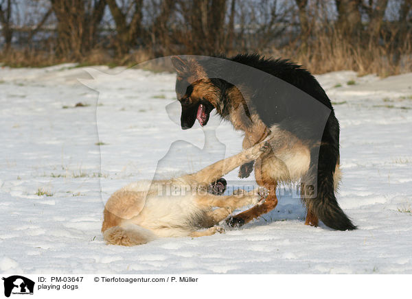 playing dogs / PM-03647
