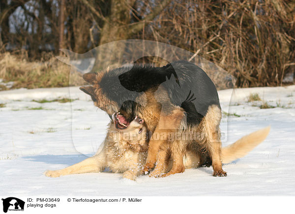 playing dogs / PM-03649