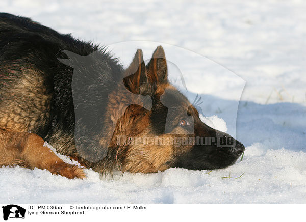 lying German Shepherd / PM-03655