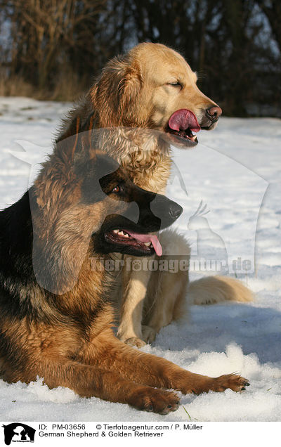 German Shepherd & Golden Retriever / PM-03656
