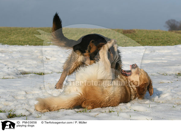 playing dogs / PM-03658