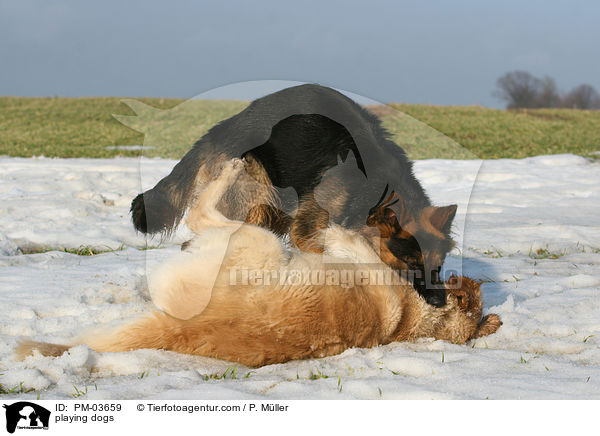 playing dogs / PM-03659