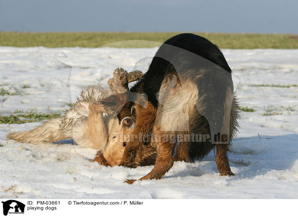 playing dogs / PM-03661