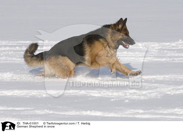 German Shepherd in snow / THA-01001