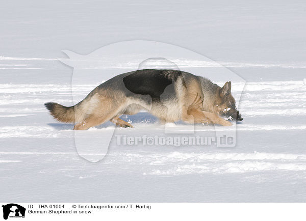 German Shepherd in snow / THA-01004