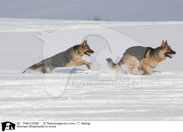 German Shepherds in snow / THA-01008