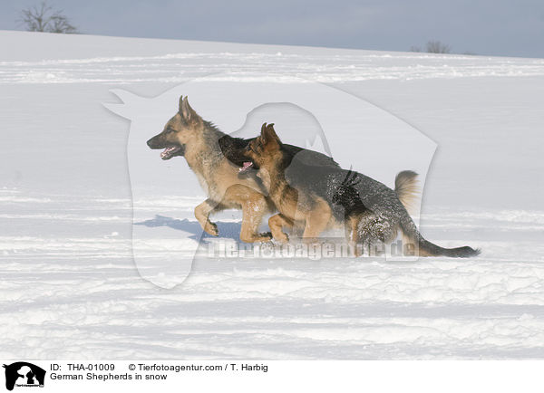 German Shepherds in snow / THA-01009